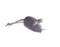 Load image into Gallery viewer, Pet Toy - Mouse Marie