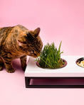 Load image into Gallery viewer, Three Bowls Lunch Bar for Cats