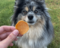 Load image into Gallery viewer, Chicago Chicken Chips for Dogs