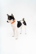 Load image into Gallery viewer, Lucca Dog Collar in Italian Leather - Iconic Orange