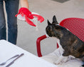 Load image into Gallery viewer, Pet Toy - Lobster Sebastian