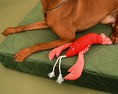 Load image into Gallery viewer, Pet Toy - Lobster Sebastian