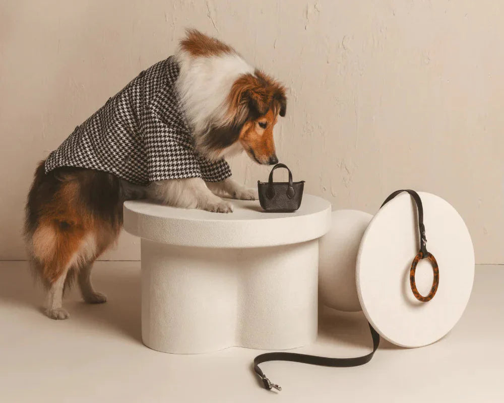 How to Measure and Fit Your Pet for Collars, Harnesses, and Apparel