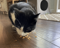 Load image into Gallery viewer, Turkey Crumbles for Cats
