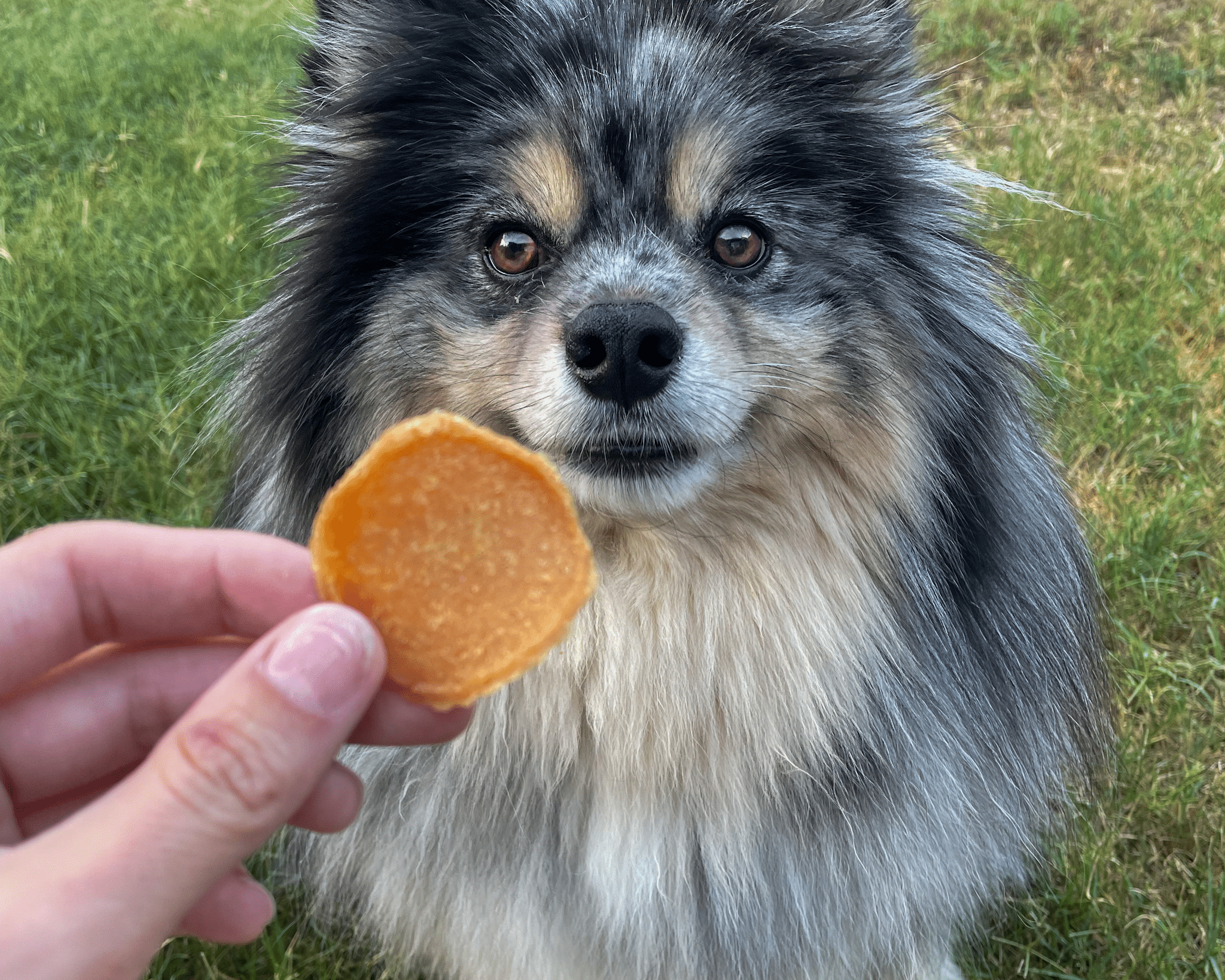 Chicago Chicken Chips for Dogs