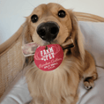 Load image into Gallery viewer, Split Reindeer Antlers for Dogs
