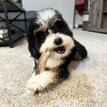 Load image into Gallery viewer, Whole Elk Antlers for Dogs
