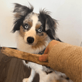 Load image into Gallery viewer, Whole Reindeer Antlers for Dogs
