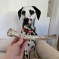 Load image into Gallery viewer, Whole Reindeer Antlers for Dogs
