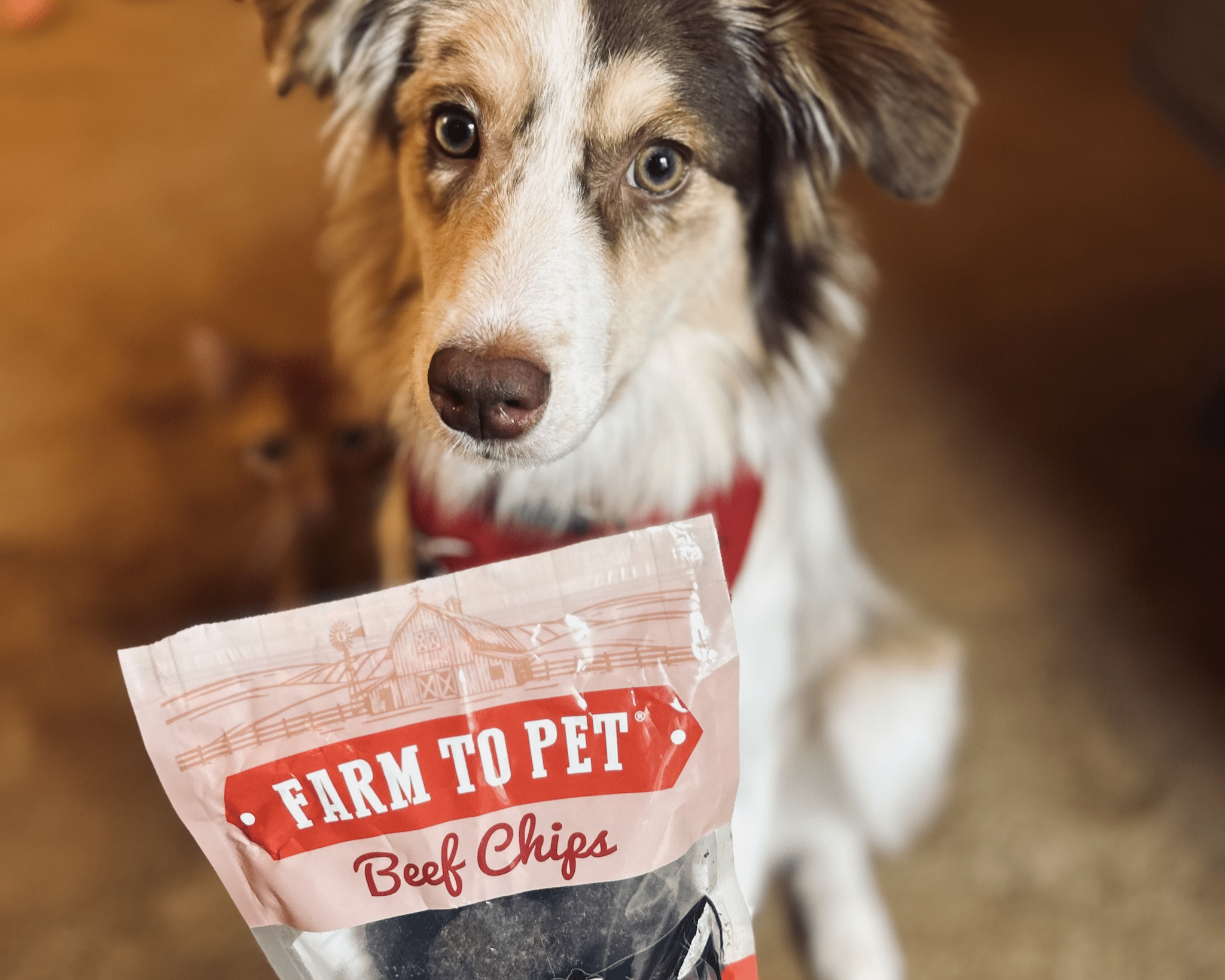 Puppy Packs 'N Snacks Dog Treat Starter